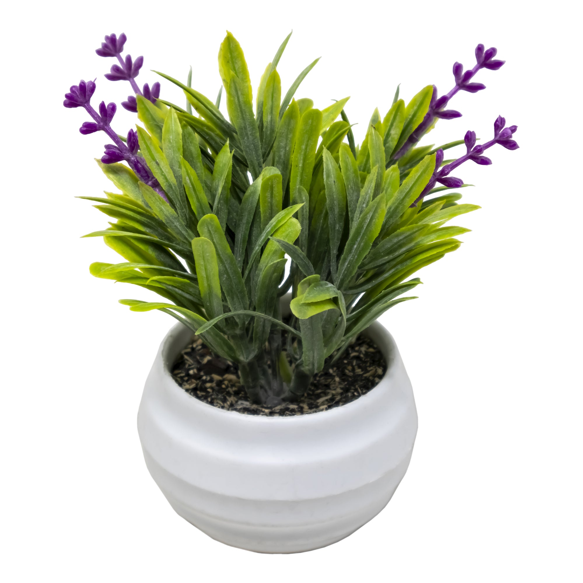 Mini Maceta de Plástico con Planta Jianlan Primavera