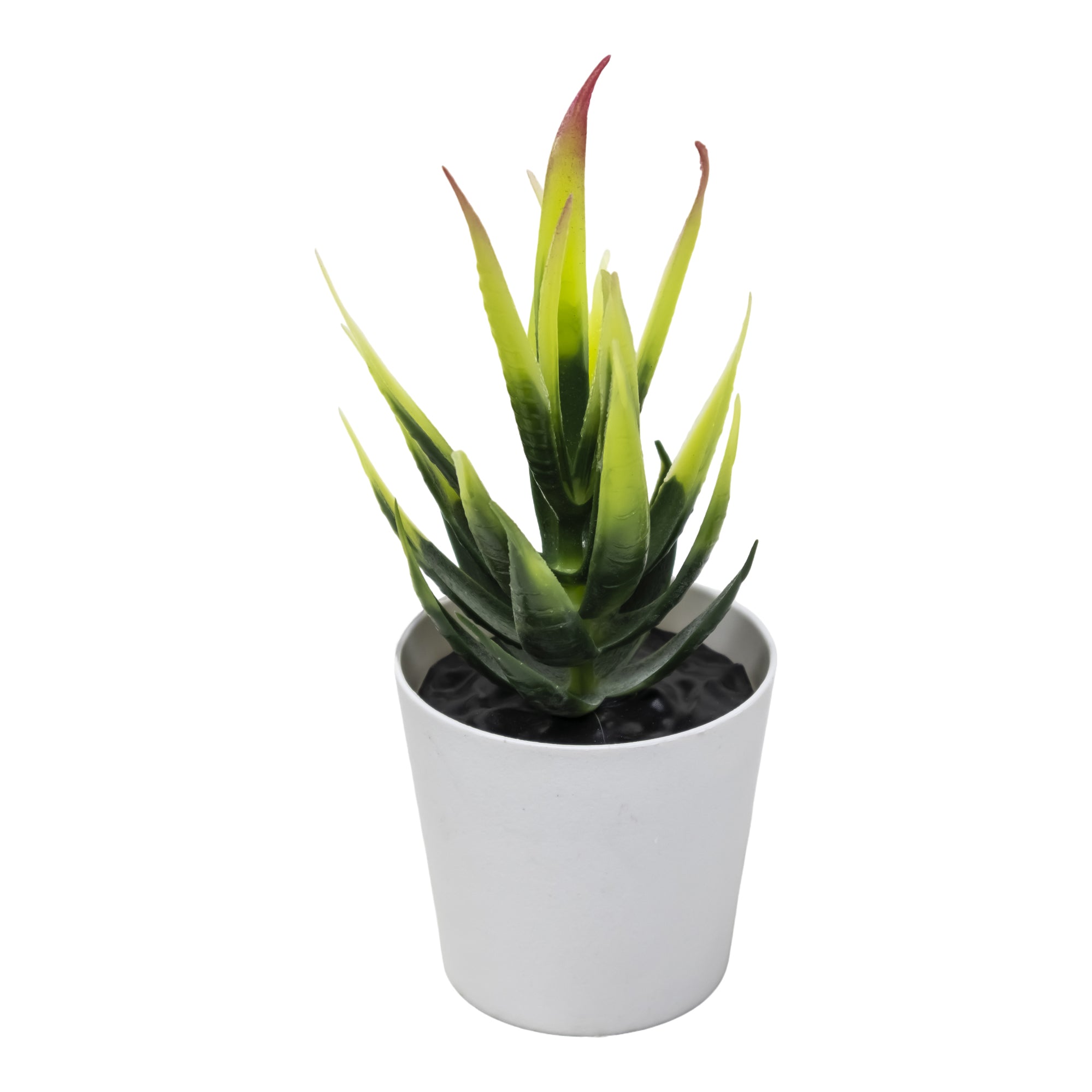 Mini Maceta de Plástico con Planta de Aloe Garra de Águila
