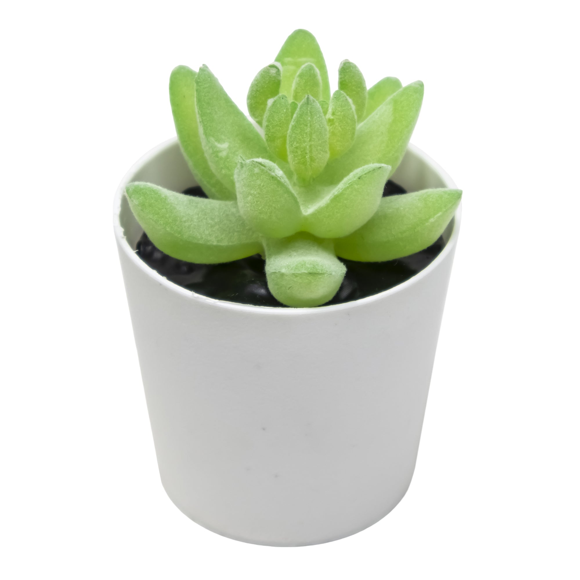Mini Maceta con Planta Suculenta Dedo Inmortal