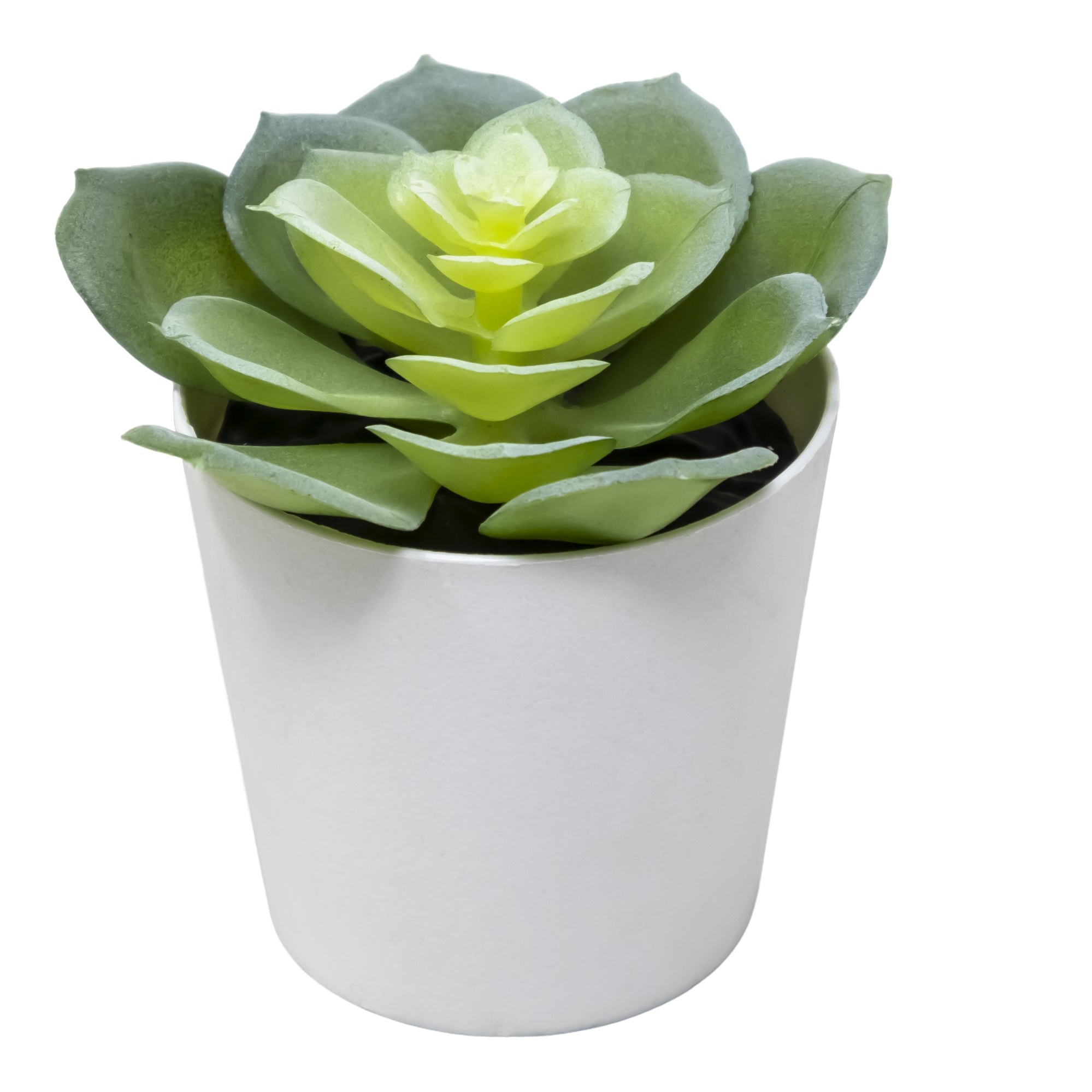 Mini Maceta de Plástico con Loto Acuático