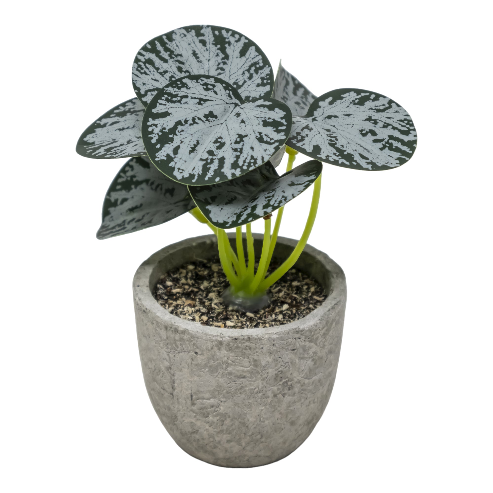 Mini Maceta Biodegradable con Begonia Blanca