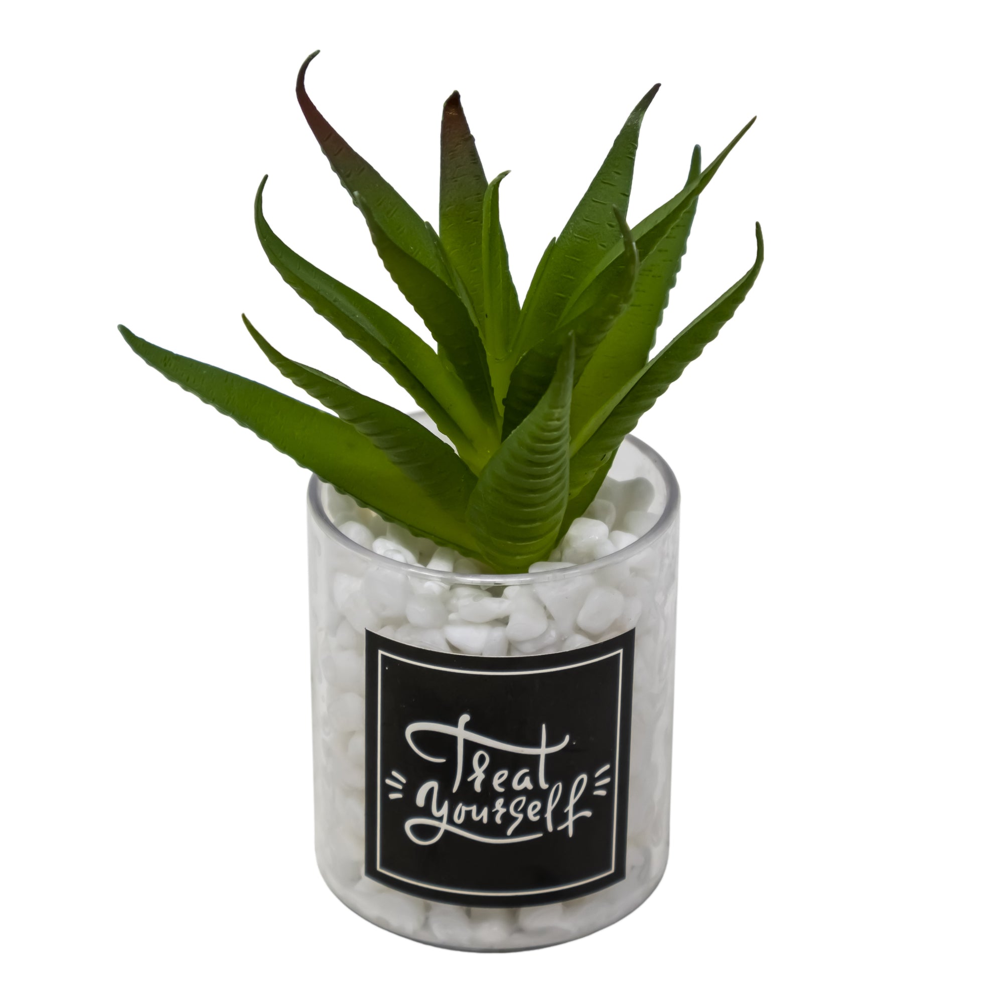 Mini Maceta de Vidrio con Planta de Aloe Vera