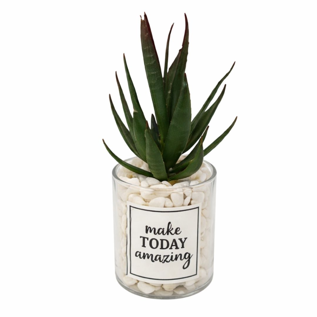 Mini Maceta de Vidrio con Planta de Aloe Vera con Borde