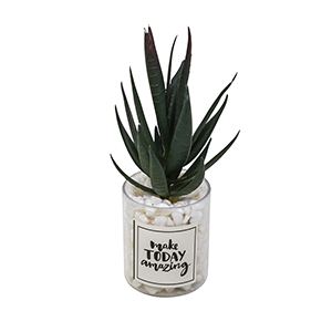 Mini Maceta de Vidrio con Planta de Aloe Vera con Borde
