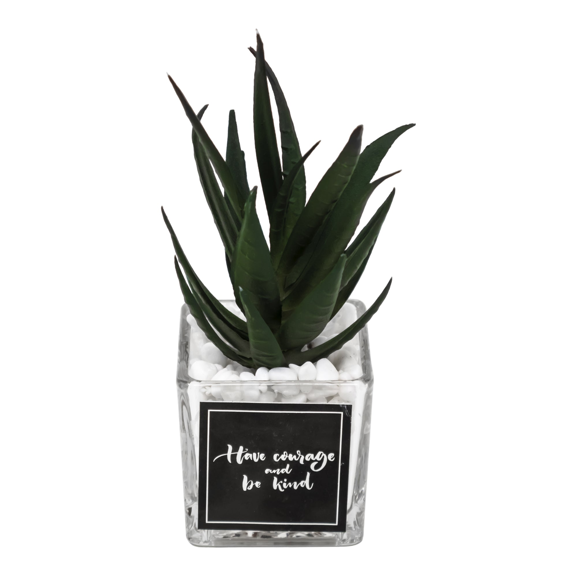 Mini Maceta de Vidrio con Planta de Aloe Vera