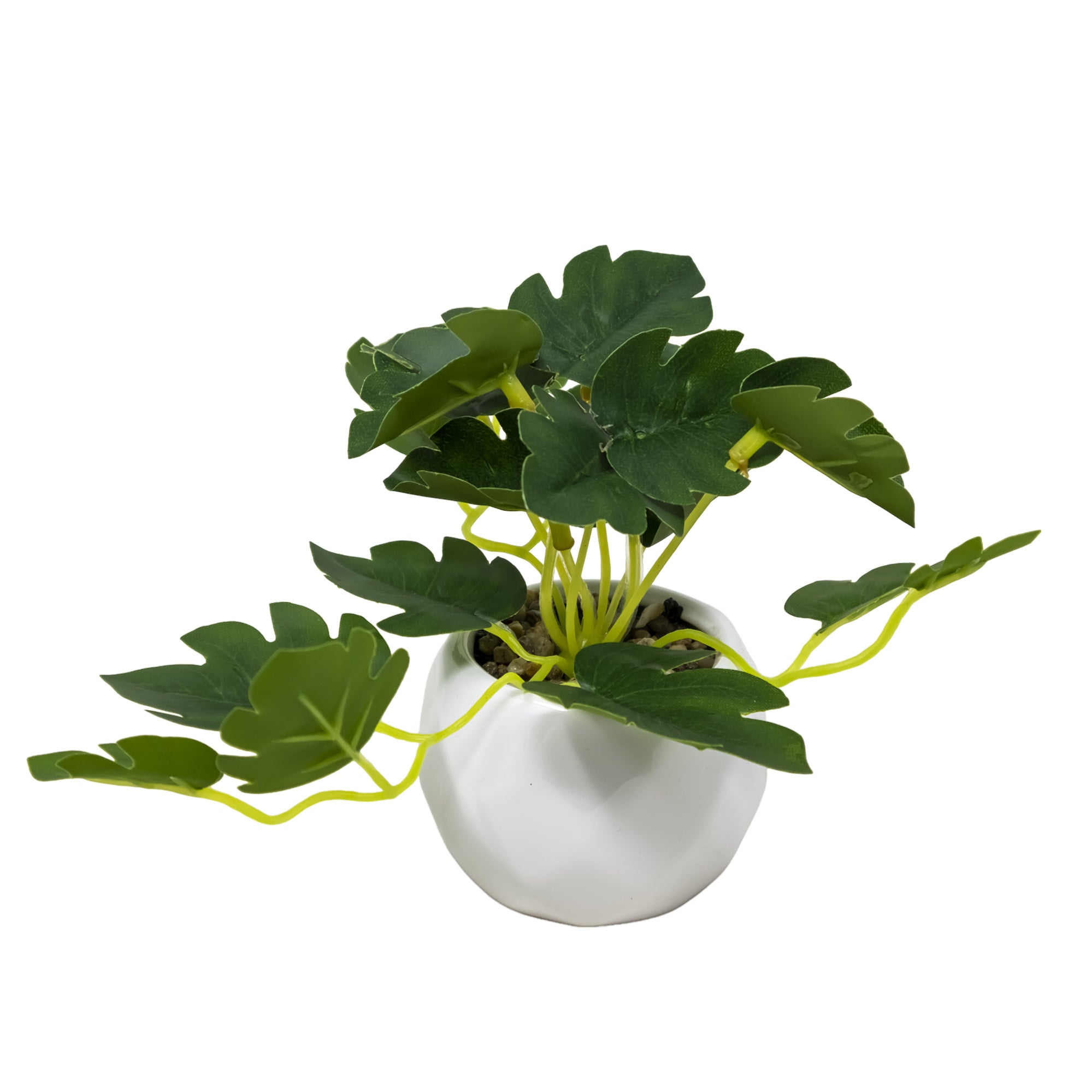 Mini Maceta de Cerámica con Planta Tortuga Verde