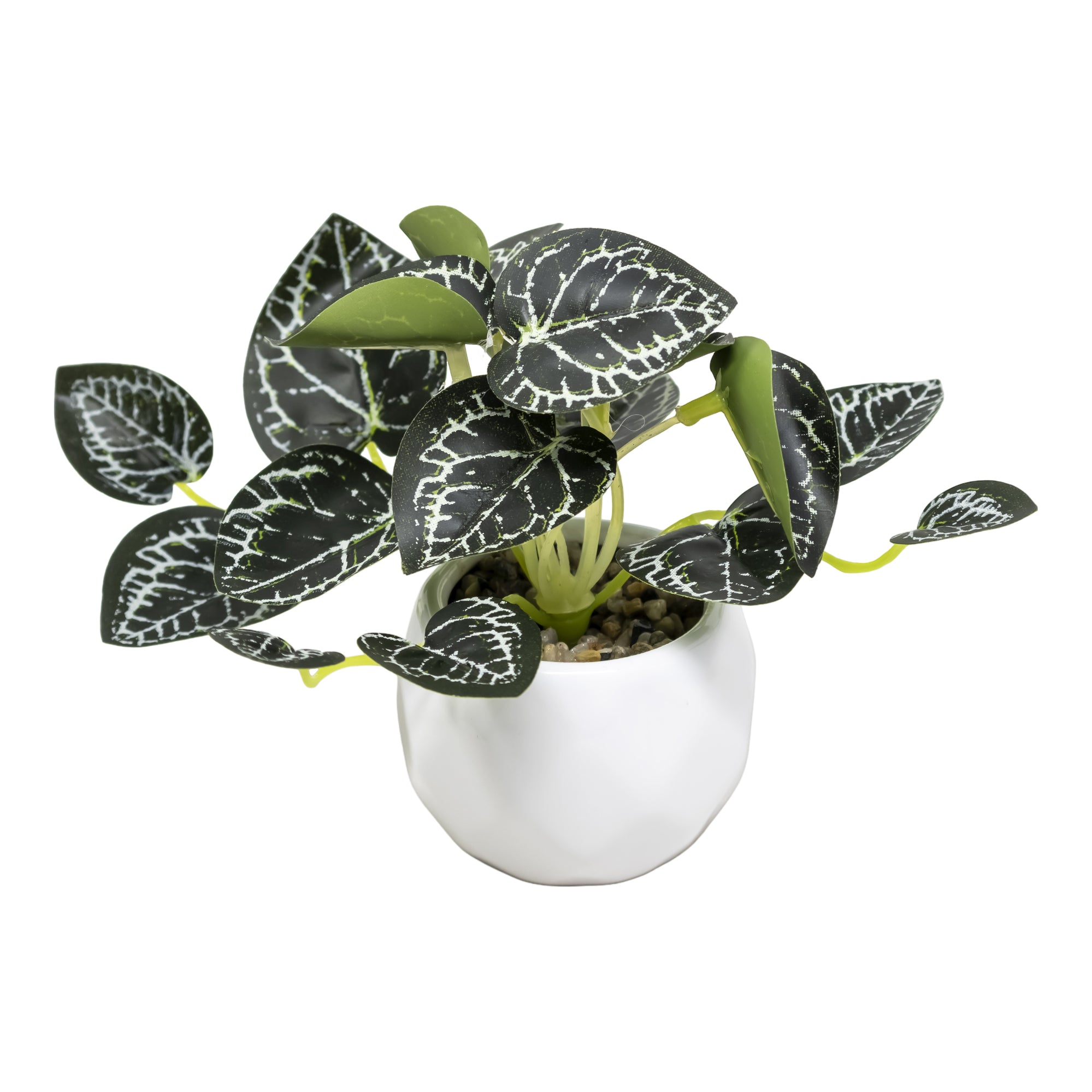 Mini Maceta de Cerámica con Planta Cisne Negro