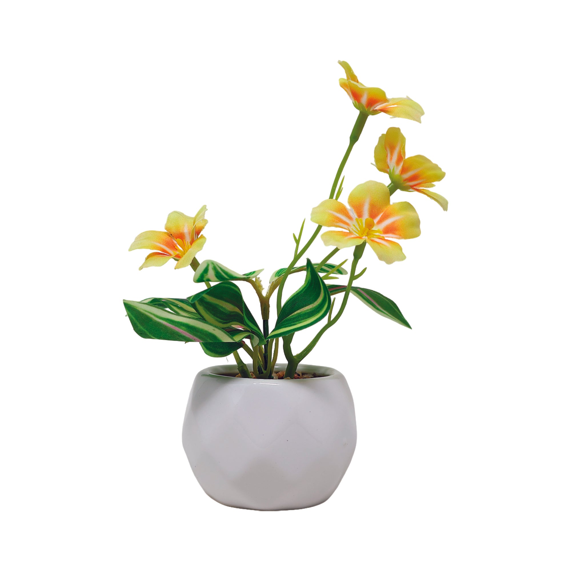 Mini Maceta Decorativa Blanca con Planta de Osmanto
