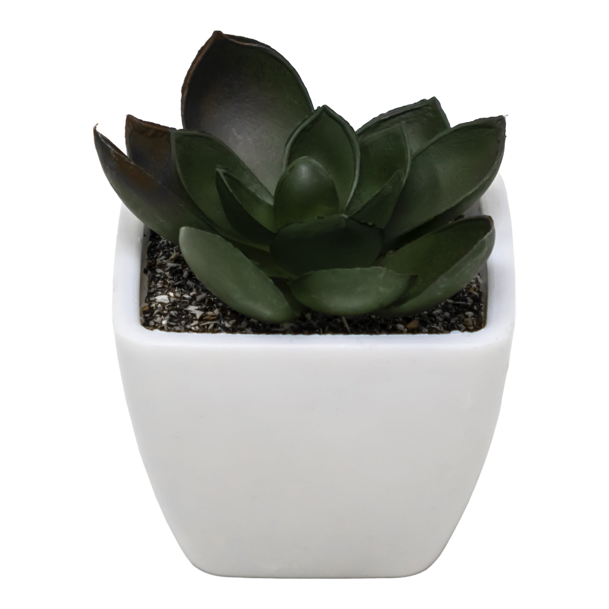 Mini Maceta Cuadrada con Planta Suculenta Tipo Amapola