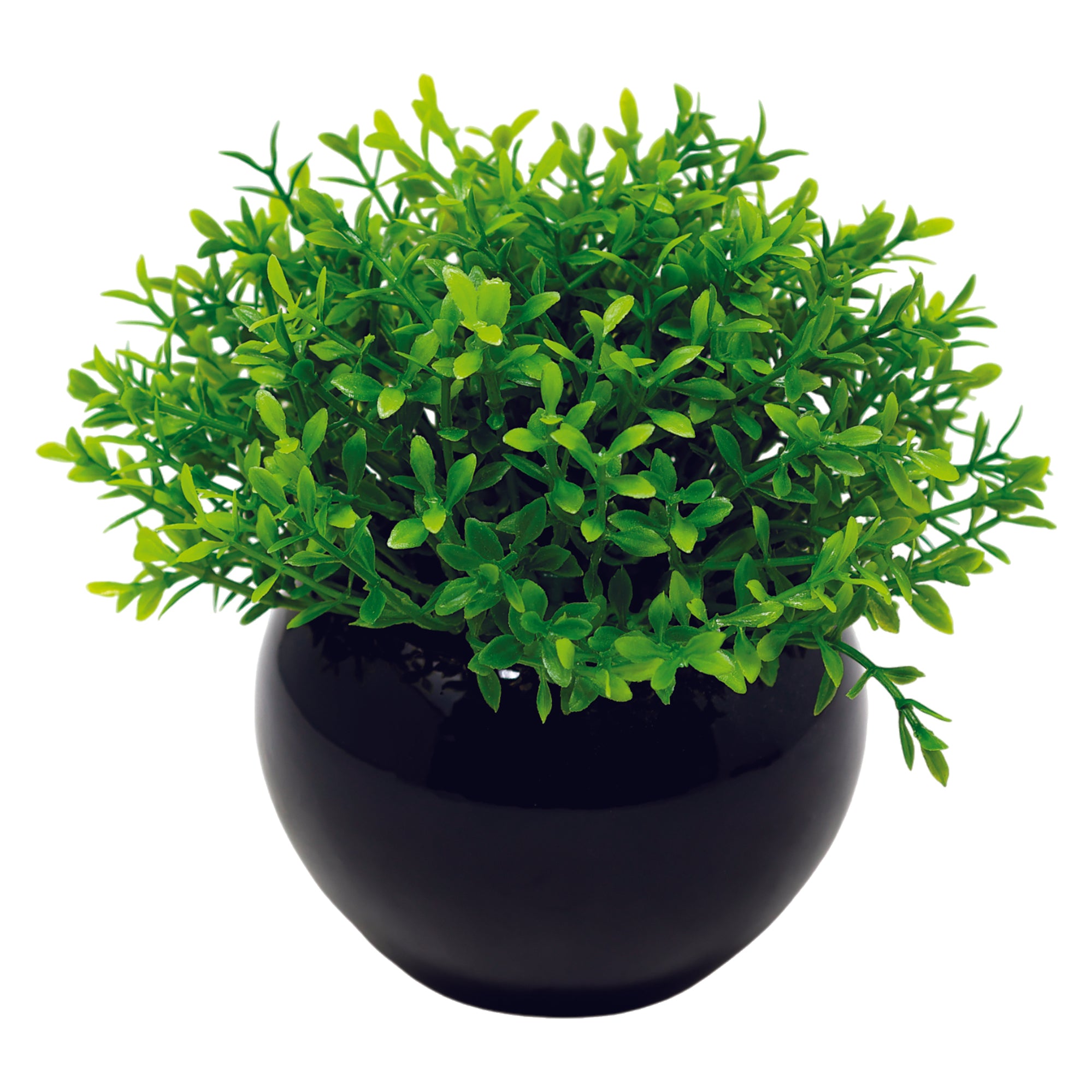 Mini Maceta de Cerámica Negra con Planta de Trébol