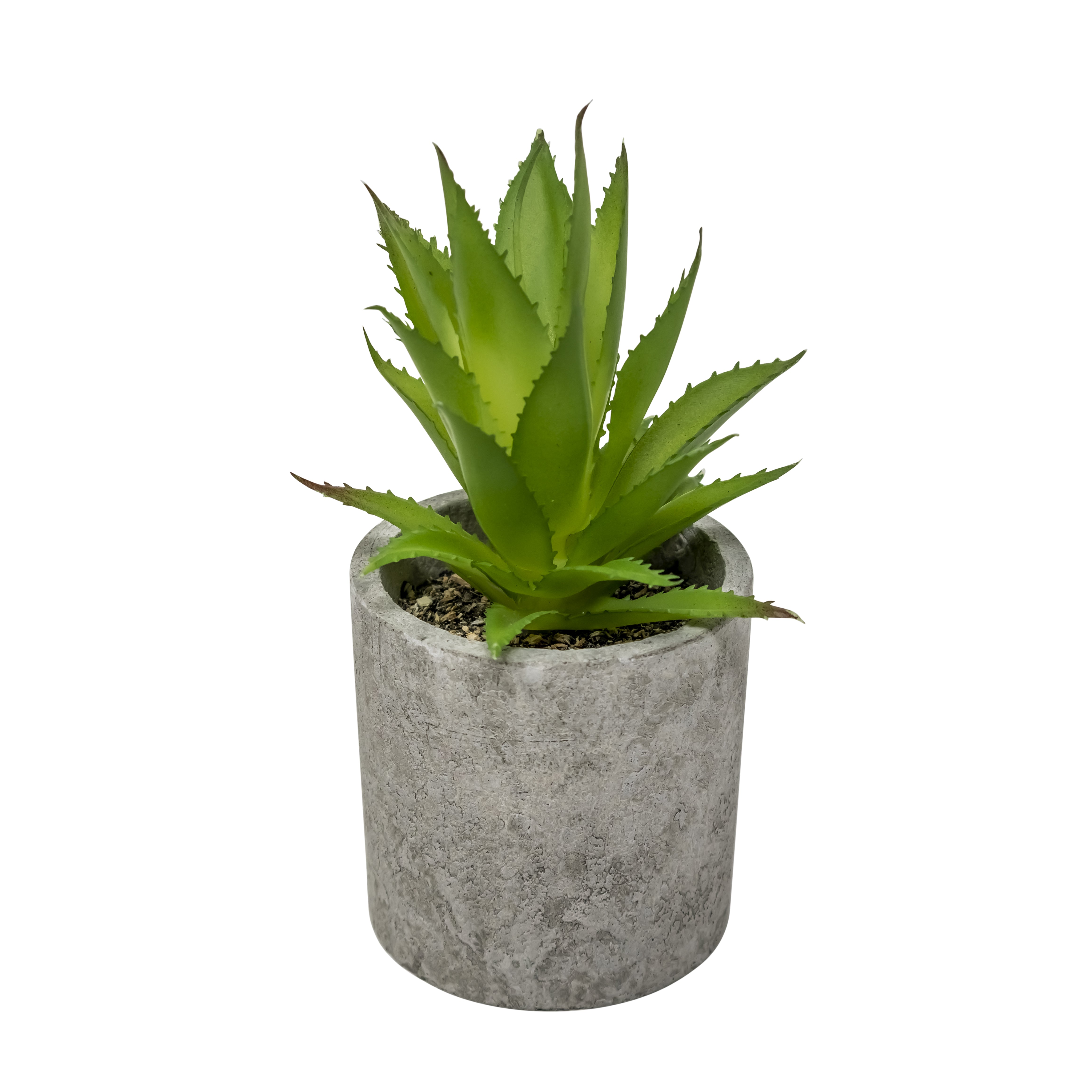 Mini Maceta Biodegradable con Planta Suculenta Tipo Piña