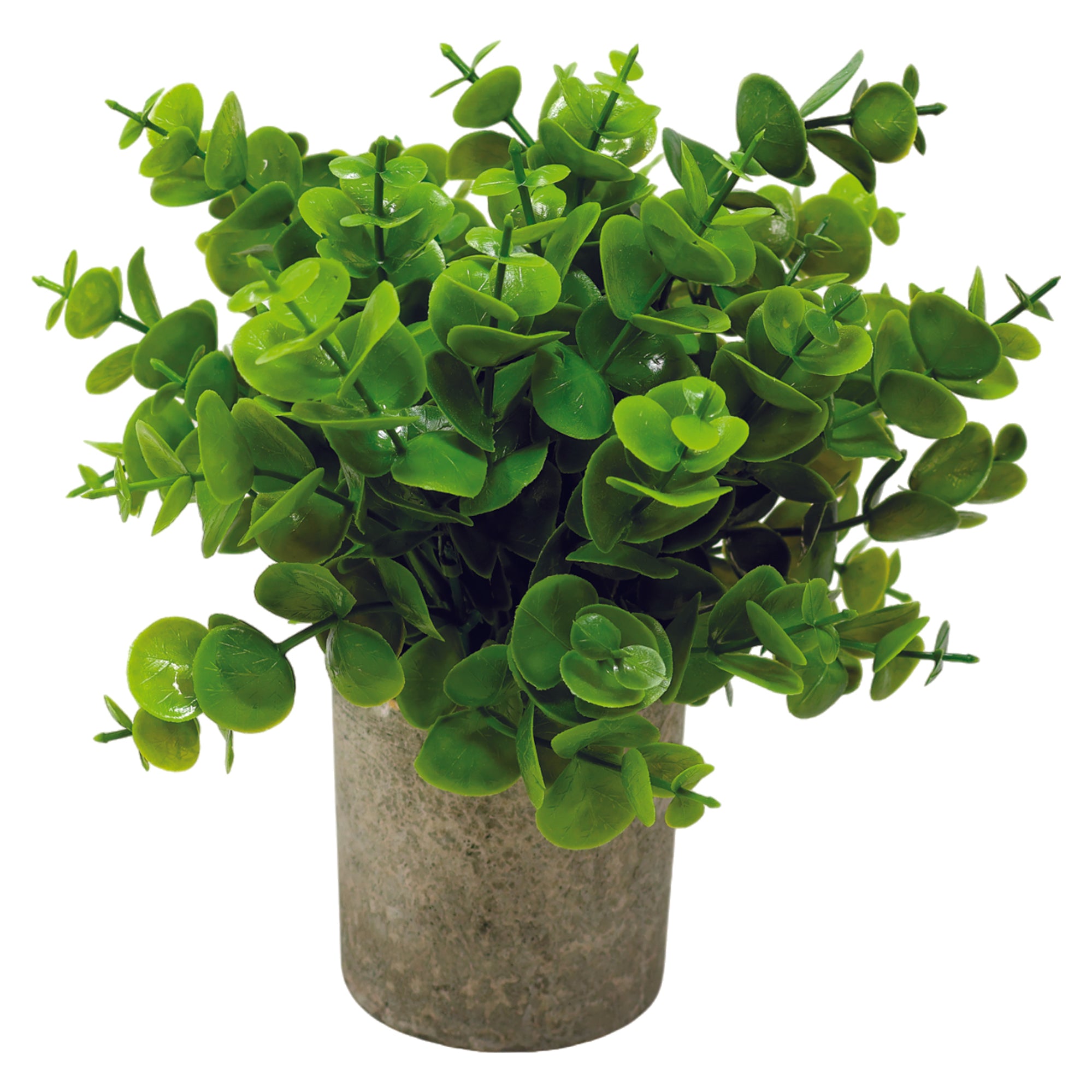 Mini Maceta Biodegradable con Planta Eucalipto