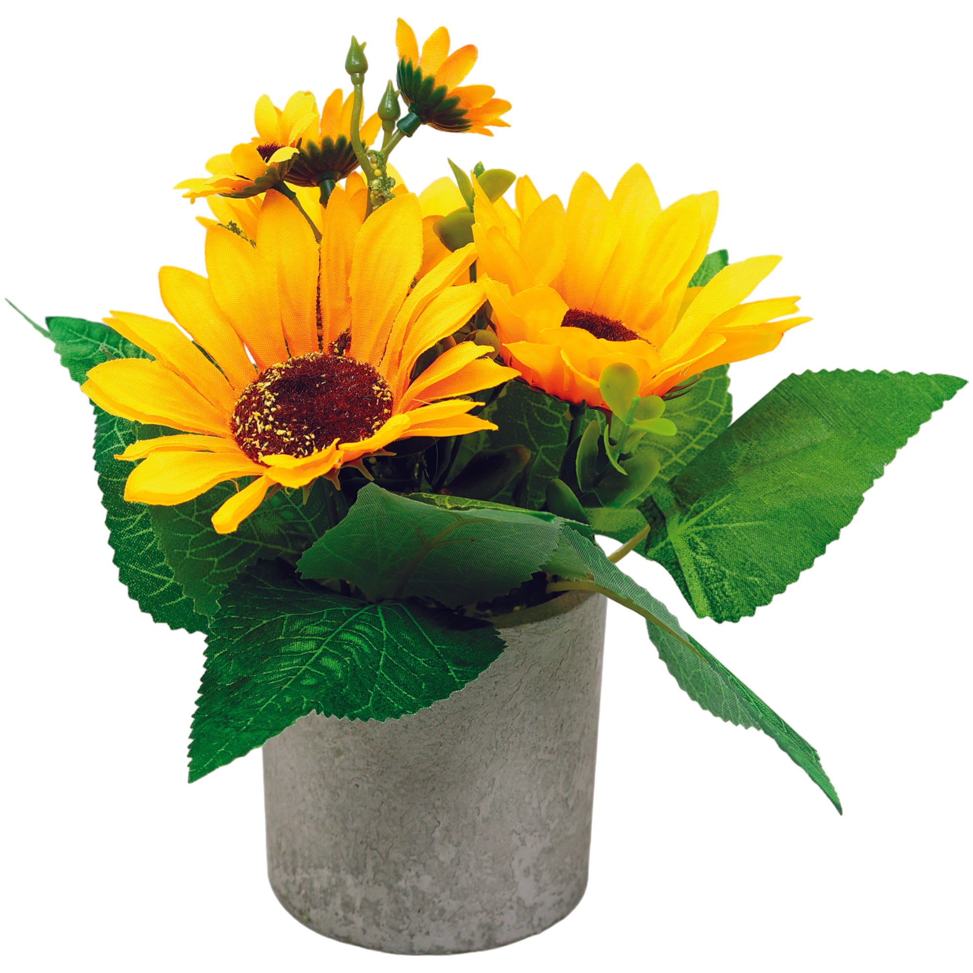 Mini Maceta Biodegradable con Planta de Girasol