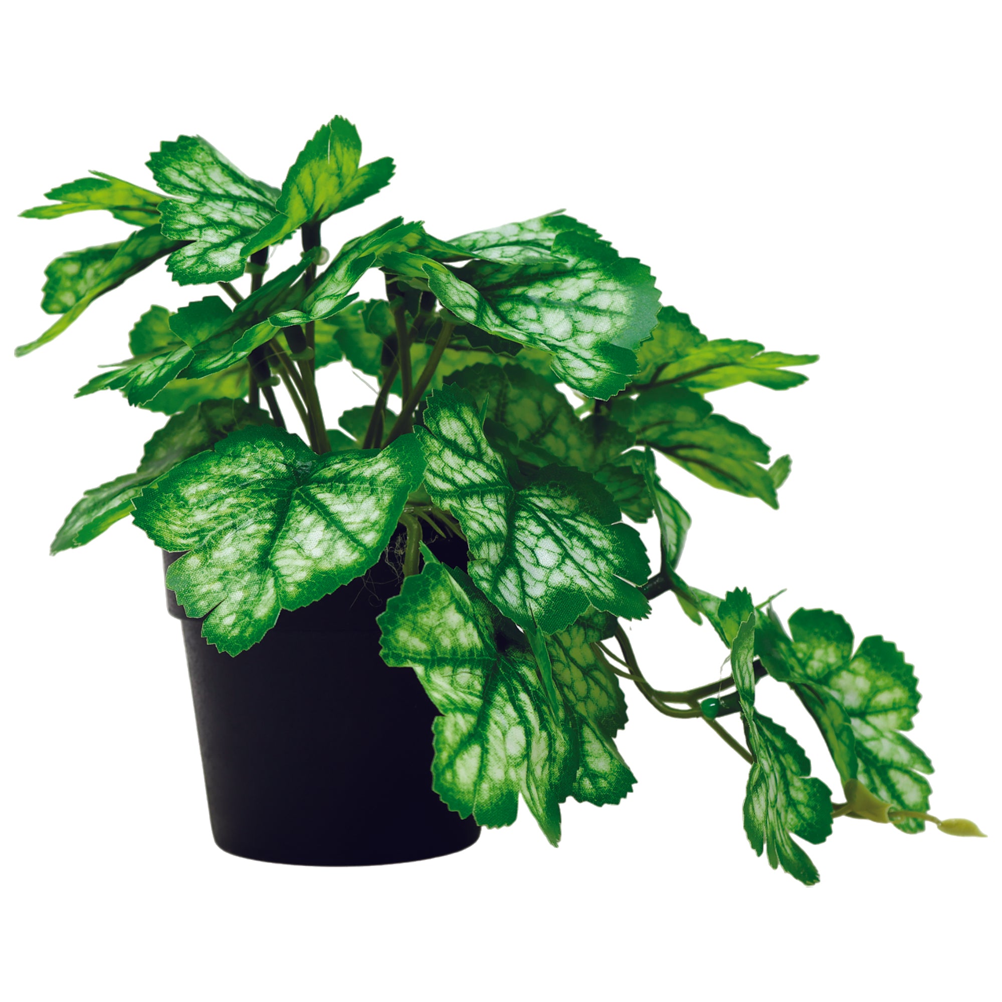 Mini Maceta Plástico con Planta Raíz Alumbre Blanca