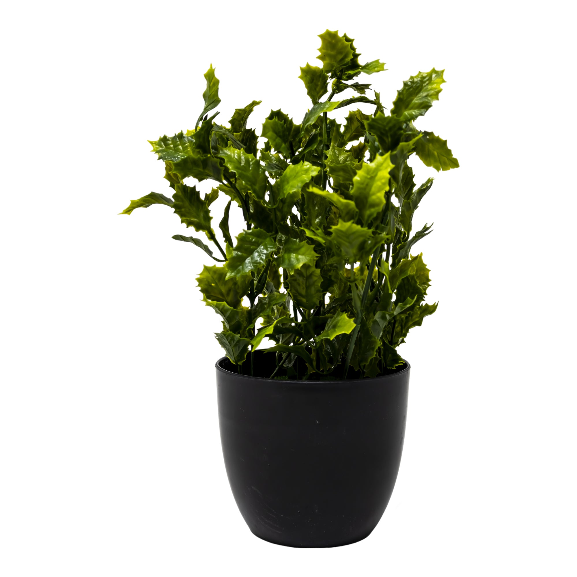 Mini Maceta Negra con Planta de Acebo/Hojas Dentadas
