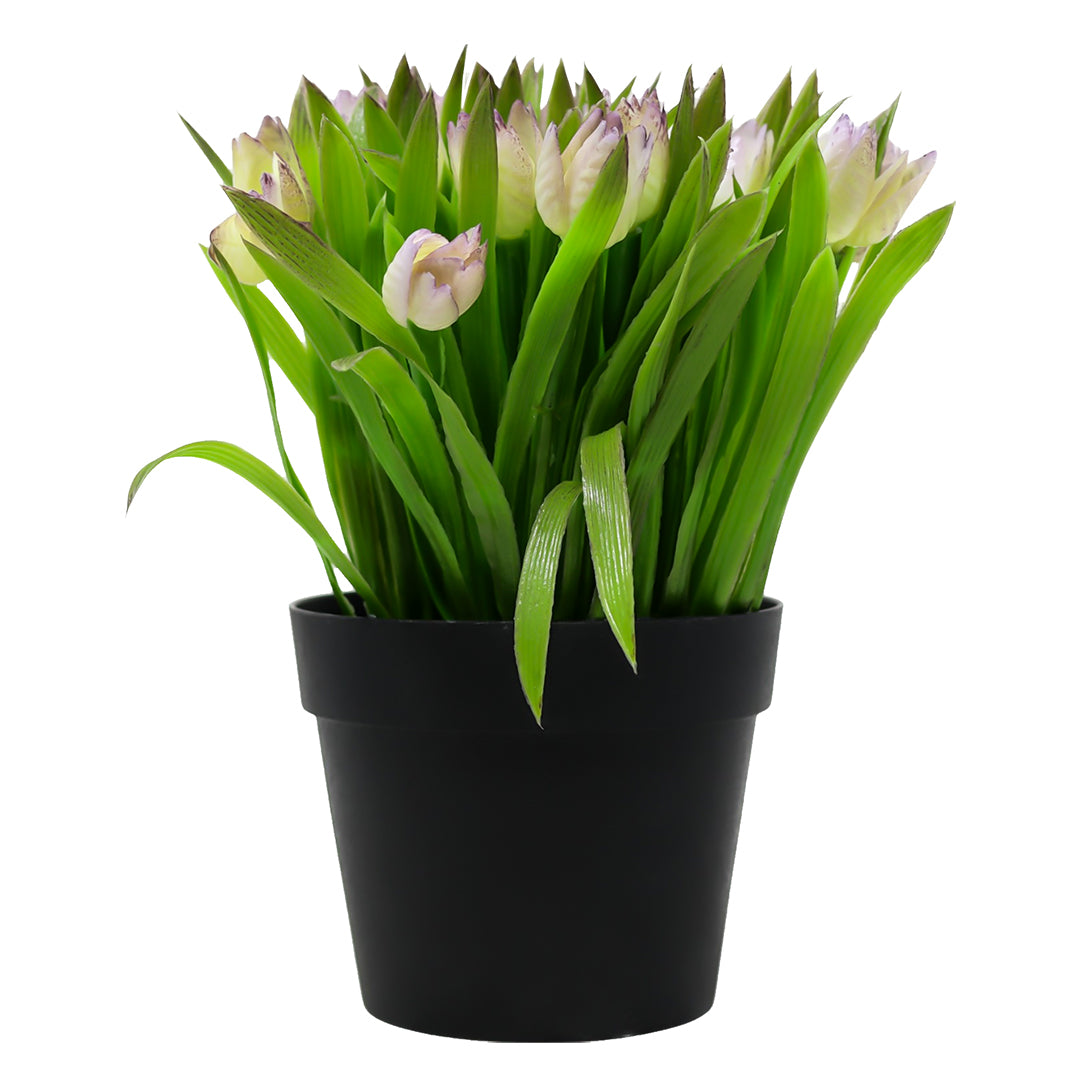 Maceta de Plástico Negro con Planta Tulipán