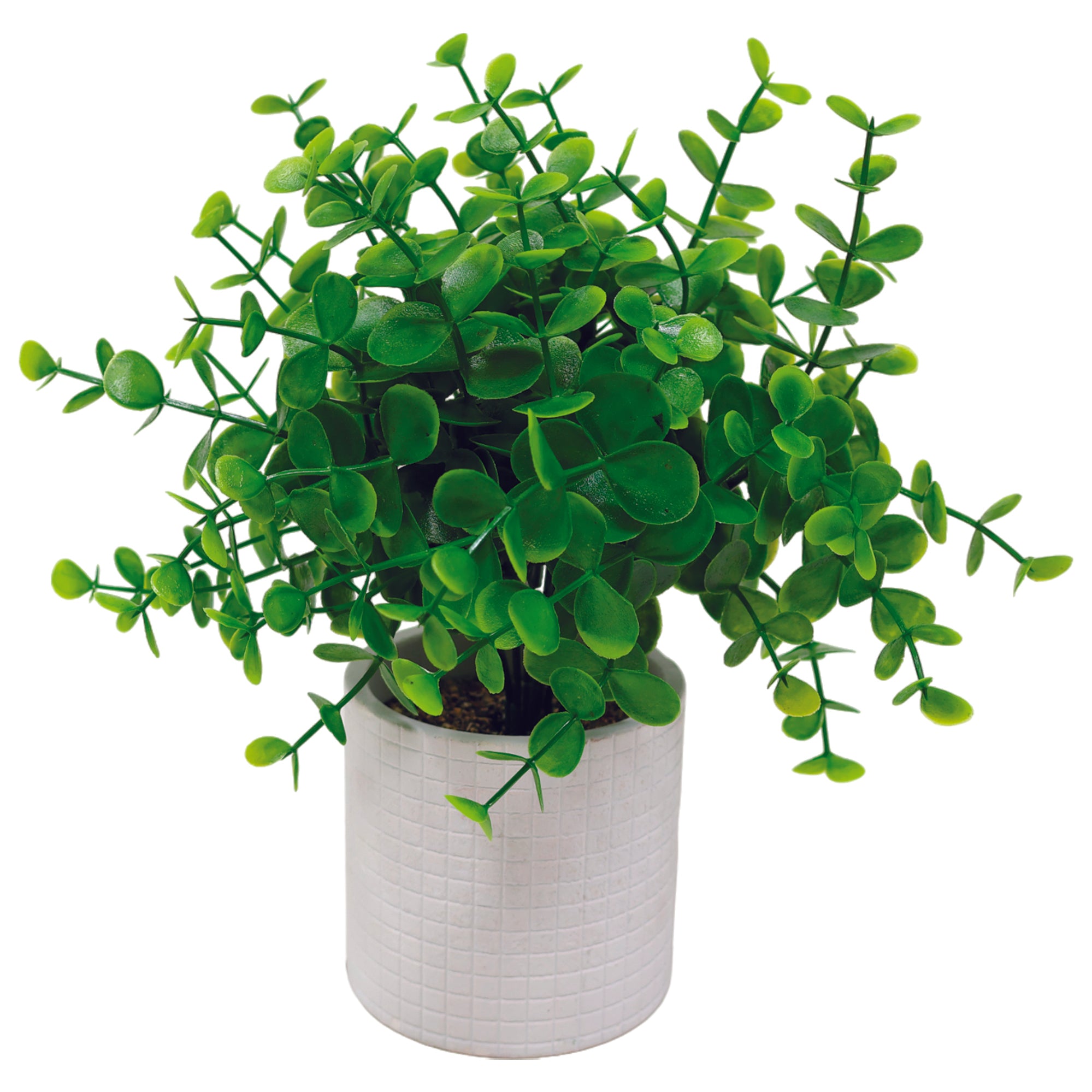 Maceta Biodegradable con Planta Euclidiana