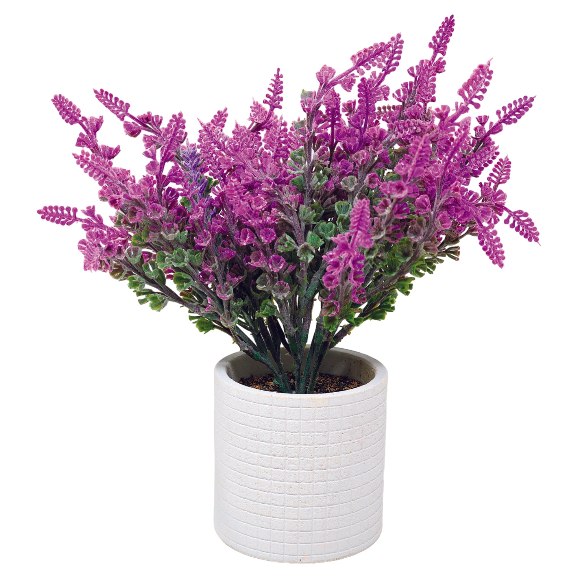 Maceta Biodegradable con  Lavanda Escarchada