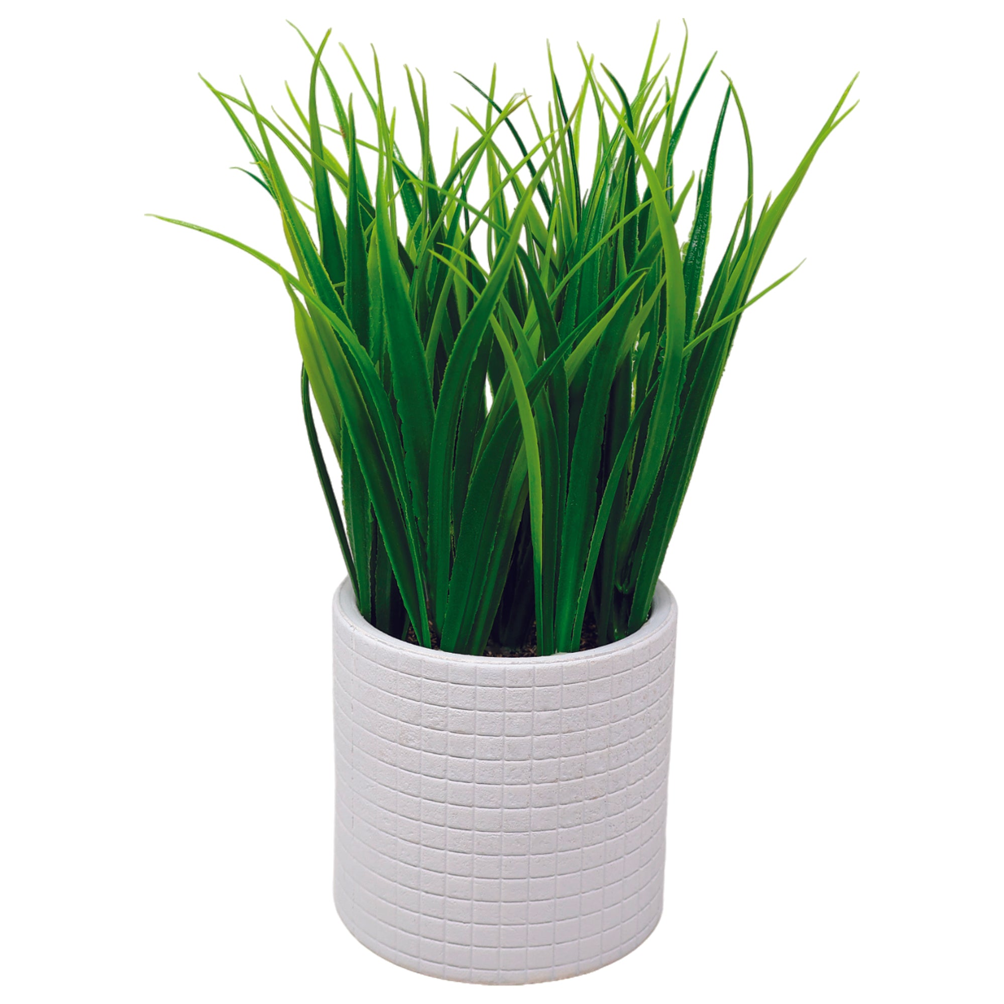 Maceta Biodegradable con Orquídea