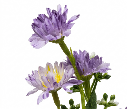 Mini Maceta Decorativa con Crisantemo Silvestre Morado